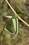 Arrowleaf tearthumb